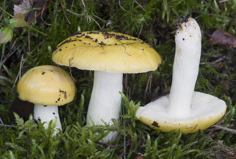 Russula claroflava